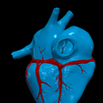 18.png 3D Model of Heart and Lungs