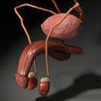 ps8.jpg Genito-urinary tract male 3D model 3D model