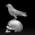 42342342323423.jpg bird crow
