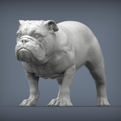 english-bulldog-1-2.jpg Archivo STL Modelo impreso en 3D de bulldog inglés・Design para impresora 3D para descargar