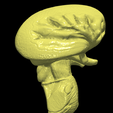10.PNG.26c38d4f53803aad730ab46b920e8819.png 3D Model of Human Brain