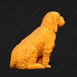 1037-Basset_Griffon_Vendeen_Petit_Pose_04.jpg Basset Griffon Vendeen Petit Dog 3D Print Model Pose 04