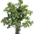 18-1.png Pot Plant Long And Fruit 3D Model Tree Decoration 17-20