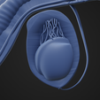 PA_5.png Male Reproductive Organ Cutaway