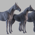09.png Three Horse Breeds