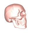 model-3.png Skull no.1