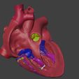 3.jpg 3D Model of Heart Interior Anatomy