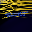 Image-2689.png Spinal cord symphathetic intercostal nerve