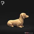 Dachshund-Smooth-Haired-Pose-09-Dog-3D-Print-3s.jpeg Teckel à poil lisse Pose 09