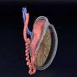 testis-anatomy-histology-3d-model-blend-61.jpg testis anatomy histology 3D model