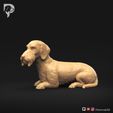 Dachshund-Wire-Haired-Pose-09-Dog-3D-Print-9s.jpeg Dachshund Wire Haired Pose 09