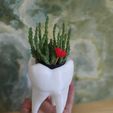 WhatsApp Image 2020-06-13 at 20.05.50.jpeg Tooth vase - Vaso de dente (EASY PRINT NO SUPPORT)