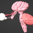 10.png 3D Model of Brain, Brain Stem and Eyes