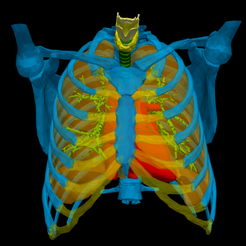1.png 3D Model of Heart in Thorax