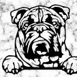 Sin-título.jpg australian bulldog dog wall decoration wall mural picture pet dog deco wall house realistic pet