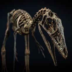 compsognatus-4-1.jpg Compsognatus life size skeleton