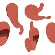 Stomach_Cross_Color_2.png Stomach Cross Section Anatomy