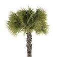 palm.jpg 3d model fan palm
