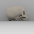 skull2.png STL file Real skull・Model to download and 3D print