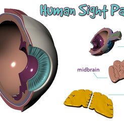 Human_sigth_parts.jpg Human Sight Parts (Eye, midbrain and visual cortex)