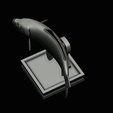 common-carp-trophy-2-2-1-42.png COMMON CARP (CYPRINUS CARPIO) fish in motion trophy statue detailed texture for 3d printing