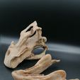 IMG_20210113_224157.jpg Dinosaur  - Psittacosaurus skull 3d