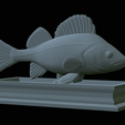 Perch-statue-24.png fish perch / Perca fluviatilis statue detailed texture for 3d printing
