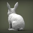 rabbit-rex-agouti7.jpg Rabbit rex agouti 3D print model