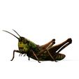00.jpg DOWNLOAD Grasshopper 3D MODEL - ANIMATED - INSECT Raptor Linheraptor MICRO BEE FLYING - POKÉMON - DRAGON - Grasshopper - OBJ - FBX - 3D PRINTING - 3D PROJECT - GAME READY-3DSMAX-C4D-MAYA-BLENDER-UNITY-UNREAL - DINOSAUR -