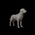 21.jpg Labrador Retriever model 3D print model