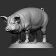 1.jpg PIG