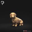 Dachshund-Miniature-Smooth-Haired-Pose-06-Dog-3D-Print-10s.jpeg Teckel miniature à poil lisse Pose 06