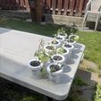 IMG_3223.jpg 🌱 Mason Jar Plant Propagation Insert