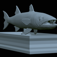 Barracuda-mouth-statue-29.png fish great barracuda / Sphyraena barracuda open mouth statue detailed texture for 3d printing