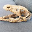 IMG_20210426_100447.jpg Dinosaur Skull - Nanosaurus