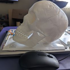 Human Skull