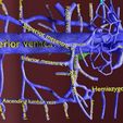 file-34.jpg Venous system thorax abdominal vein labelled 3D model