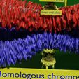 0017.jpg Chromosome homologous centromere kinetochore blender 3d model