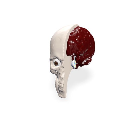 SKULL BRAIN HEAD 3MF STL OBJ 3D PRINTING ANATOMY BRAIN, Cerebellum, Injected, Gargantuan MALE MUSCLE HB