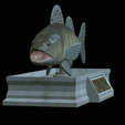 zander-statue-4-open-mouth-1-3.png fish zander / pikeperch / Sander lucioperca  open mouth statue detailed texture for 3d printing