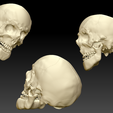 Human Skull with Mandible- display pic.png Human Skull and Mandible