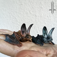 tiny2.png Tiny big eared bat