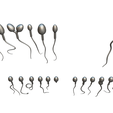Matcap-3.png Sperm Morphology: Normal and Abnormal