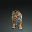 0_00011.png TIGER DOWNLOAD Bengal TIGER 3d model animated for blender-fbx-unity-maya-unreal-c4d-3ds max - 3D printing TIGER CAT CAT