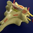 10.jpg 3D model Spinal Tracts cord vertebrae labelled