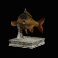 common-carp-trophy-2-2-1-3.png COMMON CARP (CYPRINUS CARPIO) fish in motion trophy statue detailed texture for 3d printing