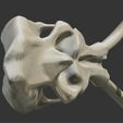 05.png 3D mammoth skull