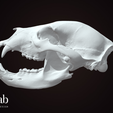 BlackbearSkull.png Black Bear Skull