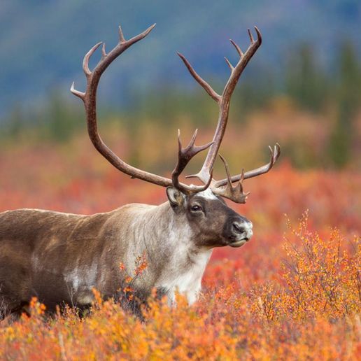 caribou.jpg Carro de transporte de tropas blindado Caribou