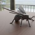 02.jpg Winged Ant